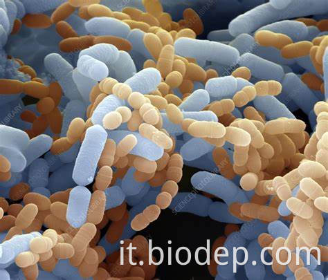 L.paracasei L.PARACASEI